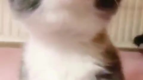 cute cat need cuddle time