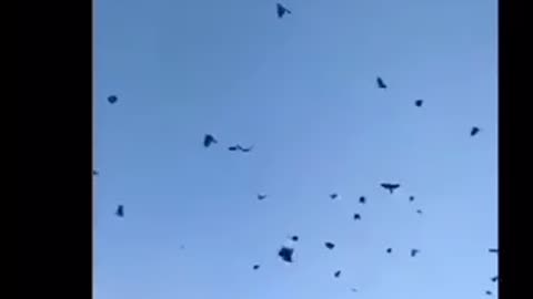 A man from india calling crows | India has got talent 😂