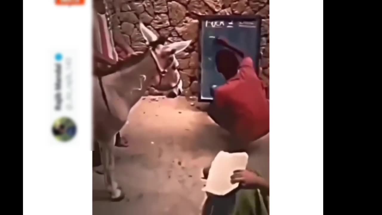 Aise log jinhone janvaron ki bajada li funny animal video
