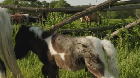 Maye 🐎 horse