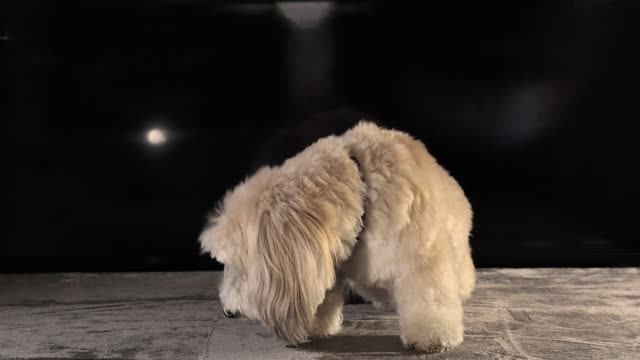 A Cute White Pet Dog Beautiful Sitting