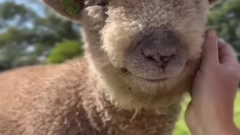 Too cute to handle baby animal