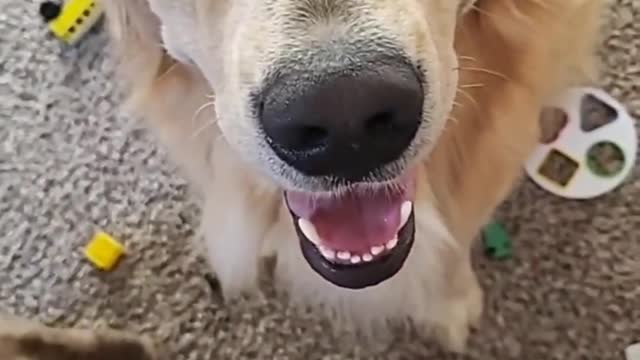My DOG Reacts To You're GROUNDED! - Watch How He Freaks Out 😂