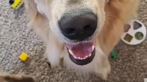 My DOG Reacts To You're GROUNDED! - Watch How He Freaks Out 😂