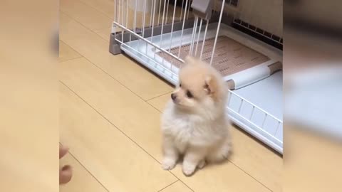 Cute Baby dog 🐕🐶 ||Cute Baby dog funny moments 😍🐶😊