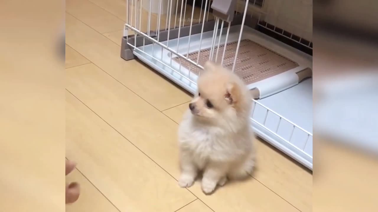 Cute Baby dog 🐕🐶 ||Cute Baby dog funny moments 😍🐶😊