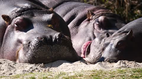 Hippopotamus Sleep Family Africa Dangerous Island