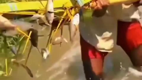 New Trick Of Catching Fish