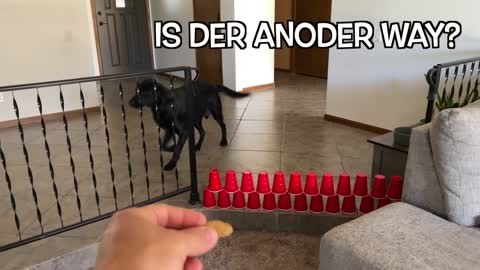 HOW HIGH CAN MY DOG JUMP!