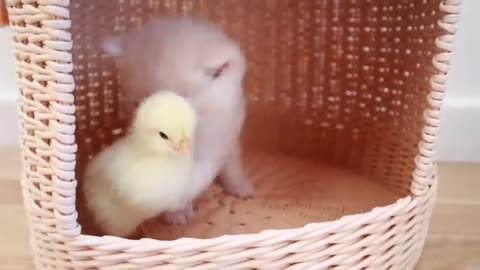 Baby cat 🐱 with baby chicken 🐓