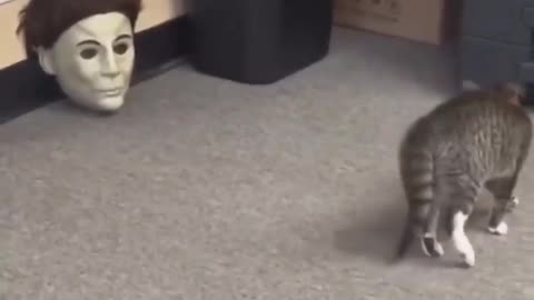 Cats are Funny!!