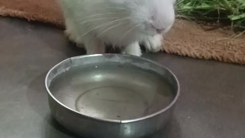 Rabbit #short video #