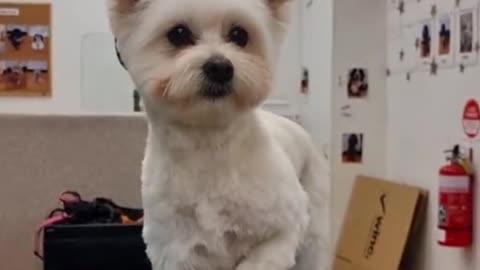 I can tell. The dog looks so cool