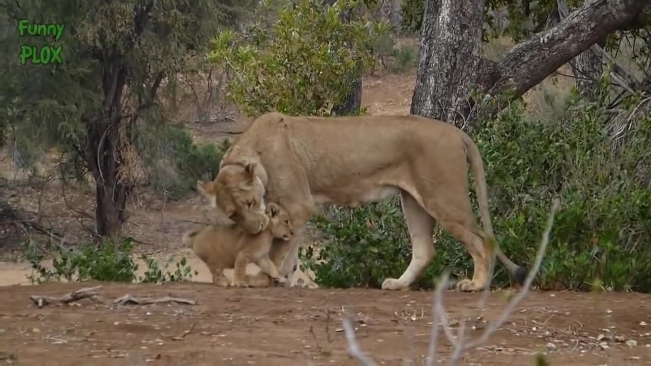 Most Funny and Cute Baby Tiger and Lion Videos