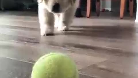Sneaky puppy🐕🐕