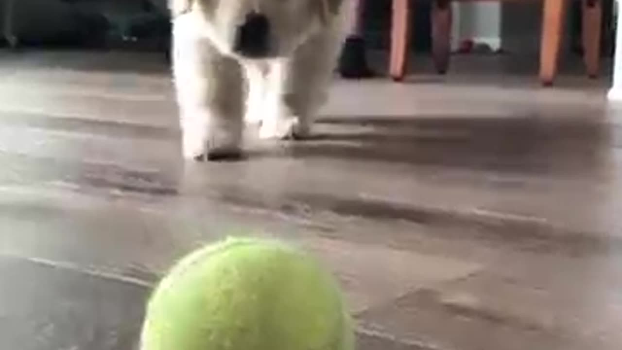 Sneaky puppy🐕🐕