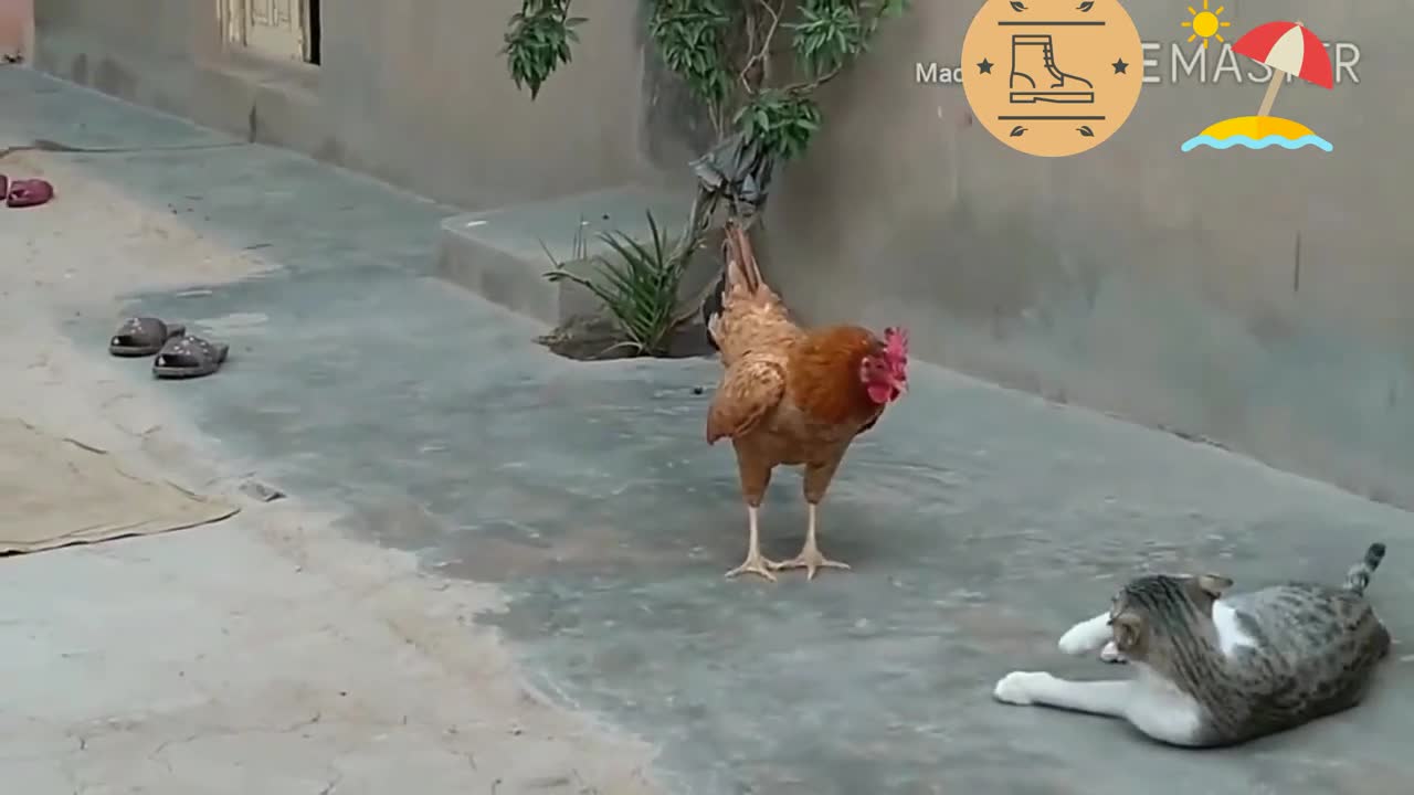 funny behavior of chickens cats and dogs