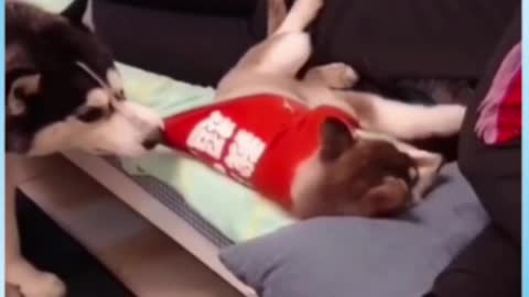 jealous dog funny 😂 video