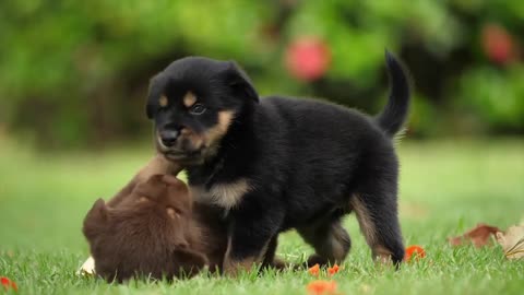 Dogs