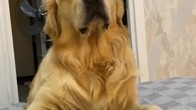 My Dog is Having an Argument With Me