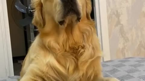 My Dog is Having an Argument With Me