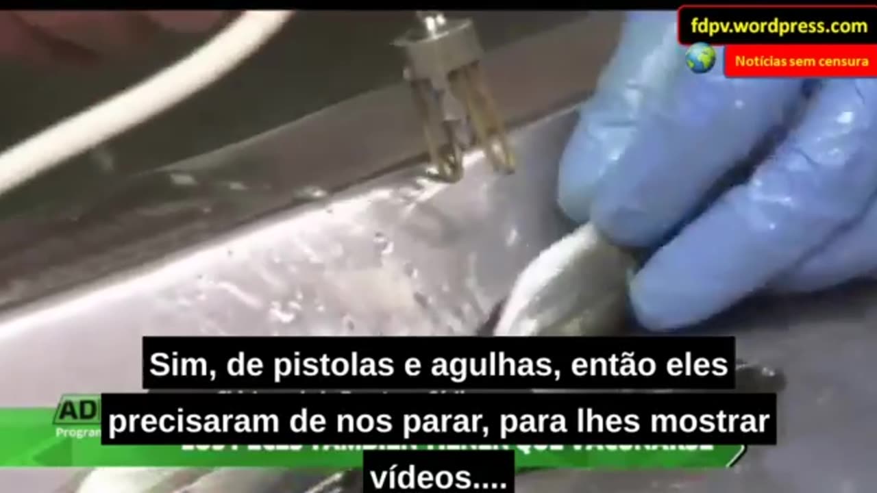 Loucura! Estão vacinando até peixes! Crazy! They are vaccinating even fishes!