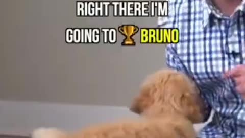 How to teach your new dog I everything in one short #shortvideo