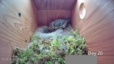Bird Nest