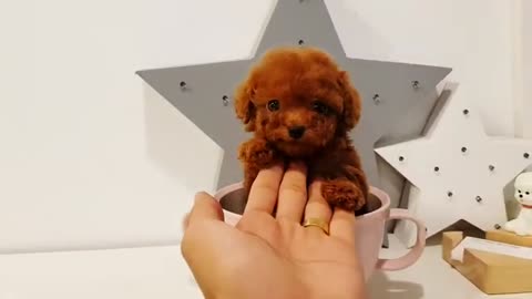So cute cat