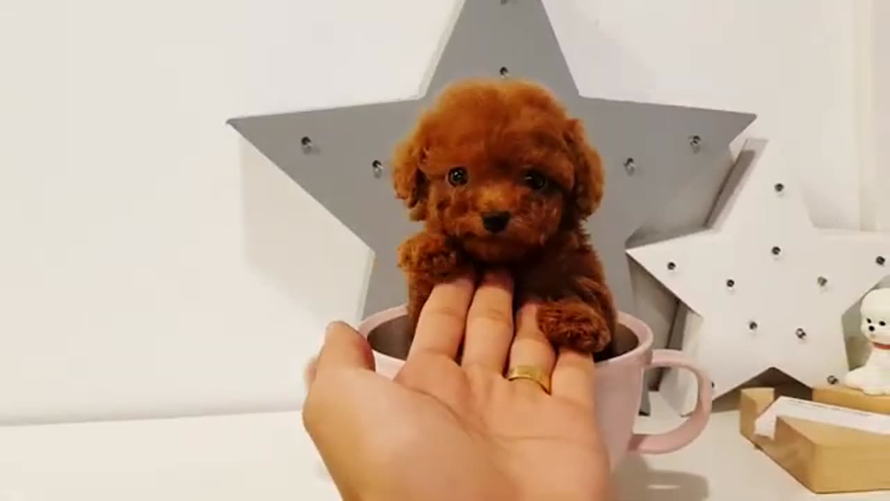 So cute cat