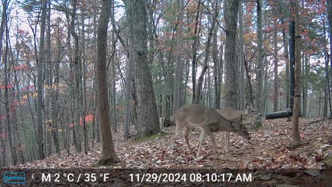 The Woods – 11/28/2024 + Bear