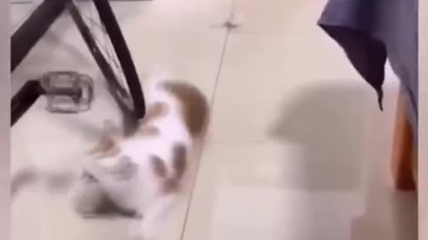 The Ultimate Funny Cat Video Collection
