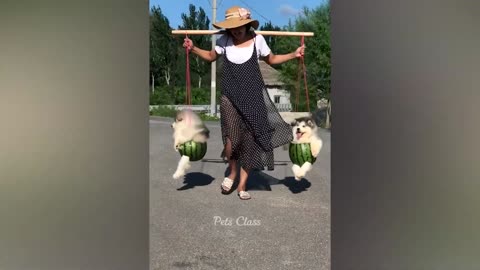 Funniest Animals 😂 Funny Dogs and Cats Videos 2023 😺🐶 Part 6