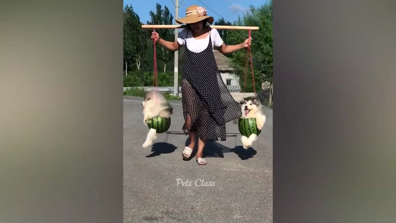 Funniest Animals π Funny Dogs and Cats Videos 2023 πΊπΆ Part 6
