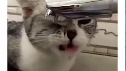 Cats funny video 2023|| cute cats2023|| dogs 2023 || cats video || abimals funby video || cute cats