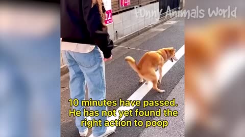 Funniest Dogs And Cats Videos 😅 - Best Funny Animal Videos 2023