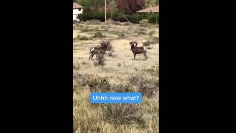 goats fighting🐐.funny animals.😂