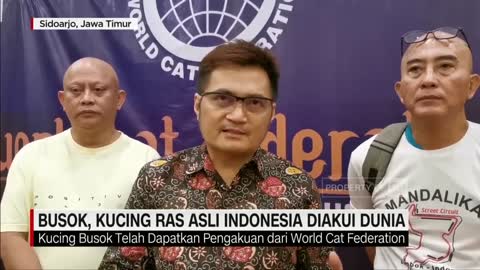 Busok, Kucing Ras Asli Indonesia Diakui Dunia