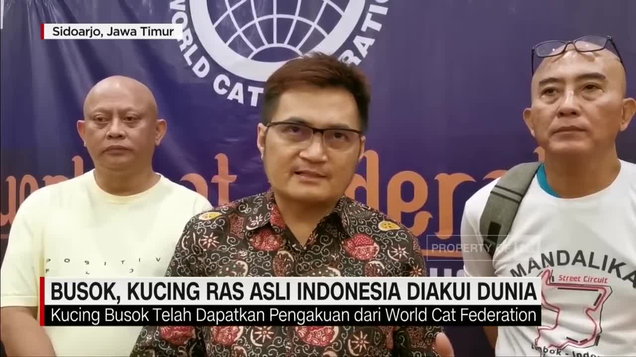 Busok, Kucing Ras Asli Indonesia Diakui Dunia