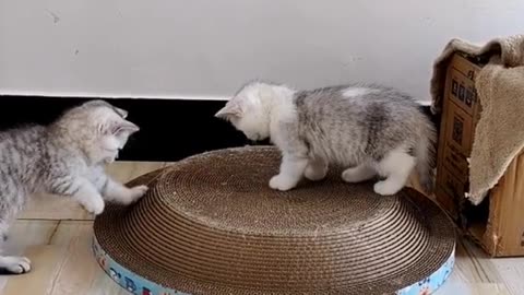 "Kitten Wonderland: Endless Fun and Cuteness!"