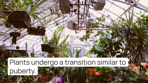 Researchers Uncover the Secrets of “Plant Puberty”