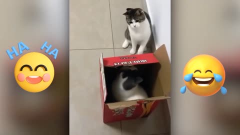 Kitten funny video