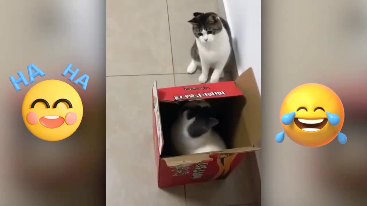 Kitten funny video