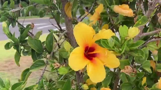 maybthese bright yellow hibiscus cheer you up!