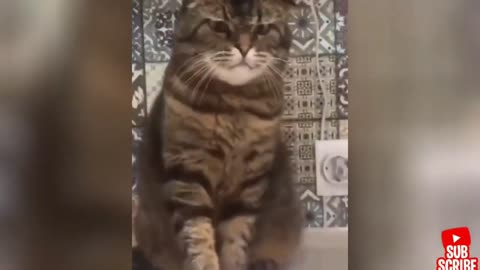 Angry - Funny Dogs and Cats _ Try not to laugh impossible