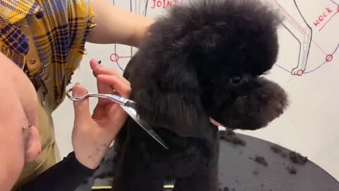 Super Black Poodle Puppy Grooming With PuppyGroomy - Black Poodle Dog