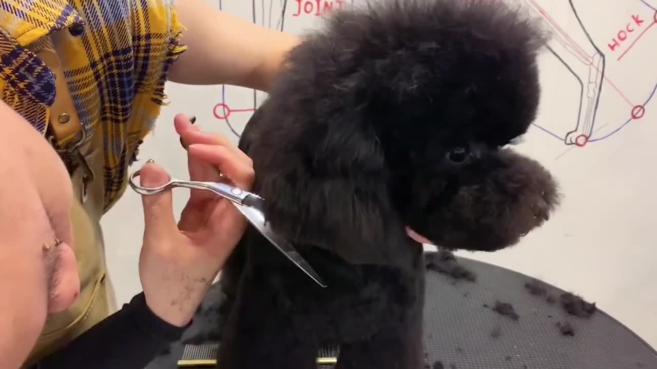 Super Black Poodle Puppy Grooming With PuppyGroomy - Black Poodle Dog
