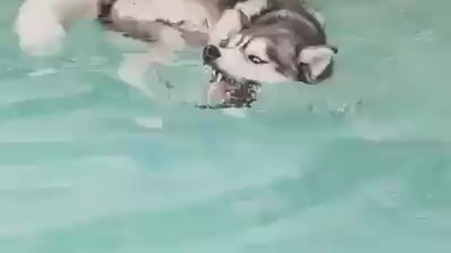Amazing dog express swimming skill
