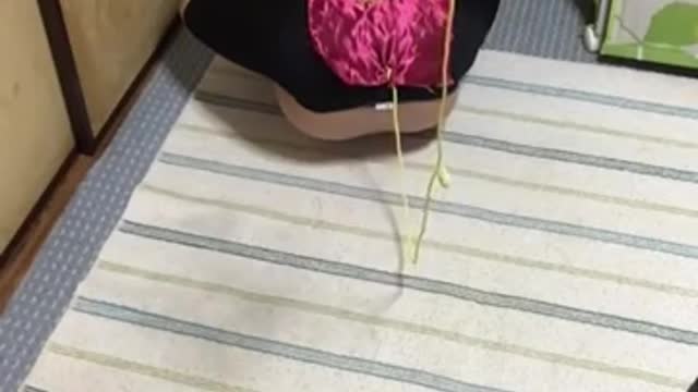 uespiiiii.1115 funny challenge video 😂😂😂 | Mr Uekusa Best TikTok 2021 December Part34 #shorts