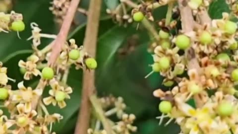 Fruit world